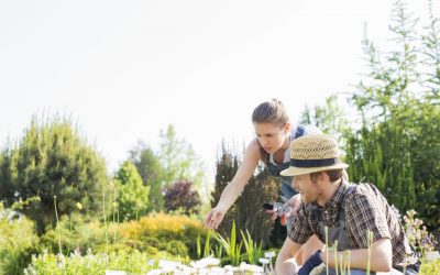 Wat kan ik allemaal kopen voor planten en bomen bij een tuincentrum?