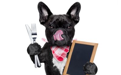 Sanimed: De ideale oplossing voor honden met voedselintoleranties of allergieën